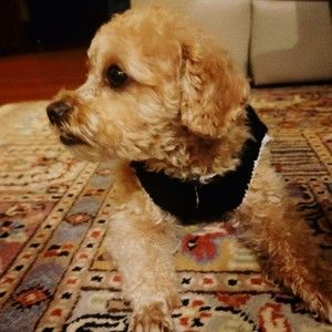 Meet your Posher, Na